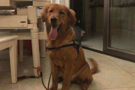 金毛是大型犬嗎