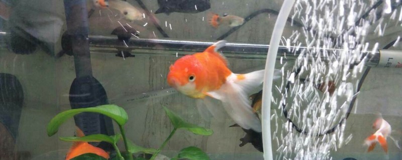 金魚壽命有多長