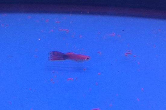 孔雀魚怎么交配