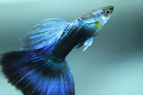 孔雀魚早產(chǎn)了魚球還能活嗎