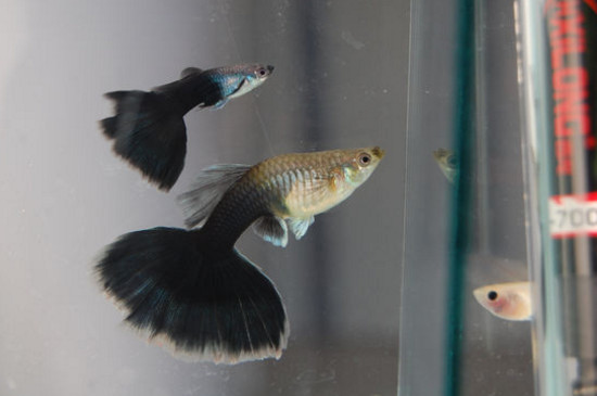 養(yǎng)孔雀魚應(yīng)該怎么換水