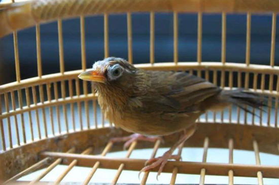 畫眉鳥養(yǎng)了三年不起性怎么辦