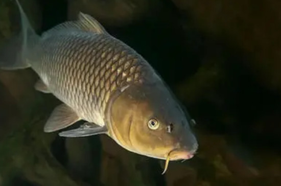 鯉魚一年能長多大