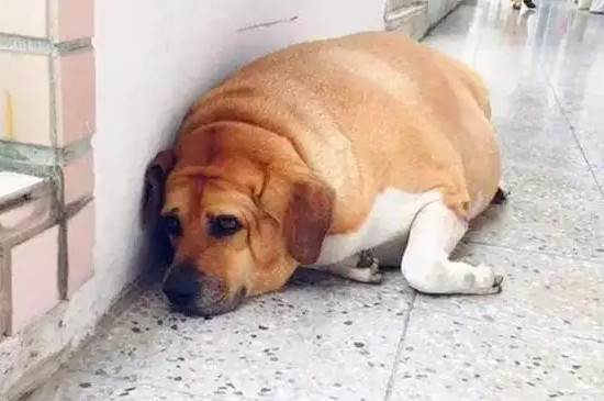 狗狗吃骨頭拉血怎么辦