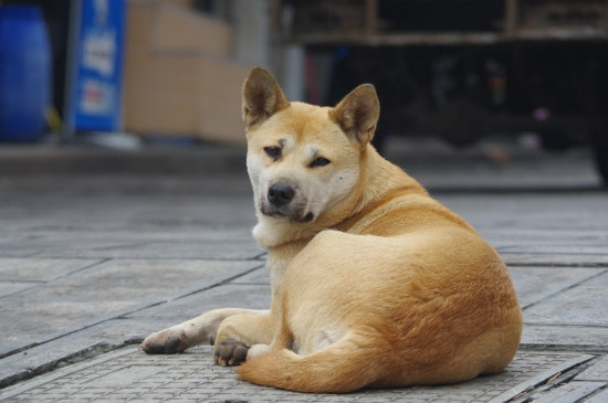 狗狗睡房間對主人身體有害嗎