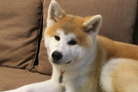 日本柴犬與秋田犬區(qū)別