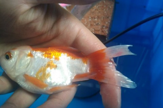 為什么金魚(yú)身上有白點(diǎn)