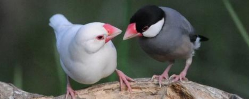 養(yǎng)白文鳥(niǎo)要注意什么