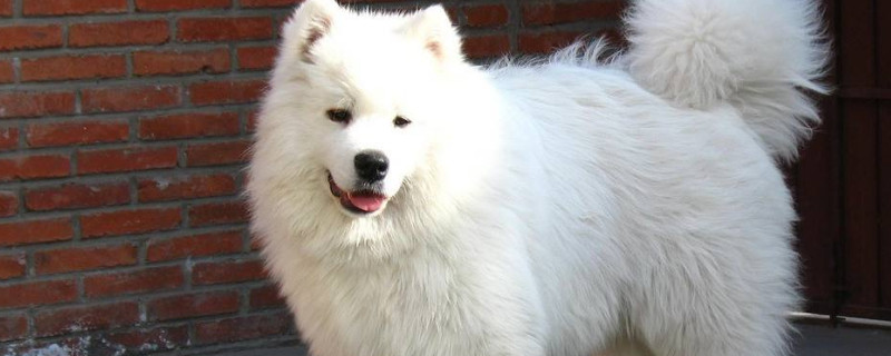 為什么薩摩耶是禁養(yǎng)犬