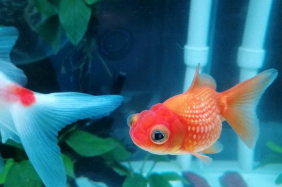 小金魚吃什么草