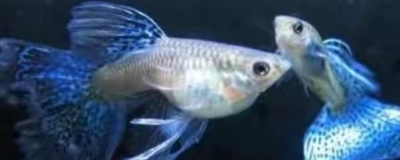孔雀魚不打氧能活多久