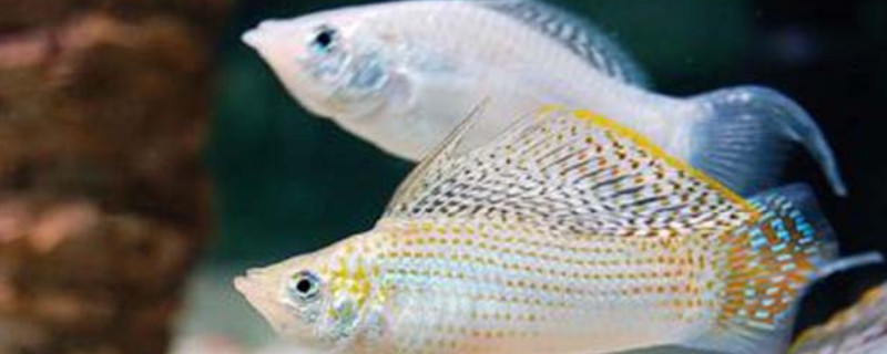 瑪麗魚(yú)是一次性生完嗎