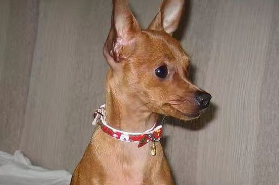 小鹿犬的缺點(diǎn)