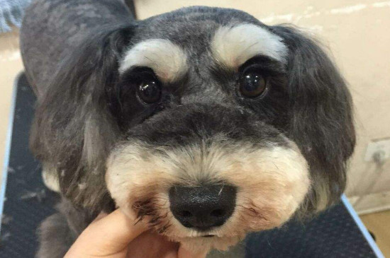 怎么讓狗在固定地方拉屎