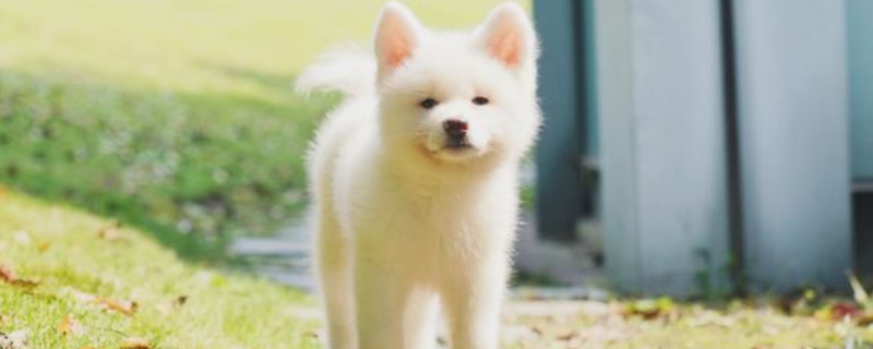 主人把柴犬打怕了怎么辦