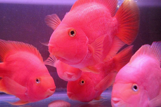 鸚鵡魚身上有黑斑怎么回事