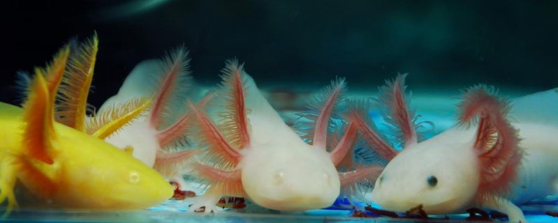六角恐龍能和金魚一起養(yǎng)嗎