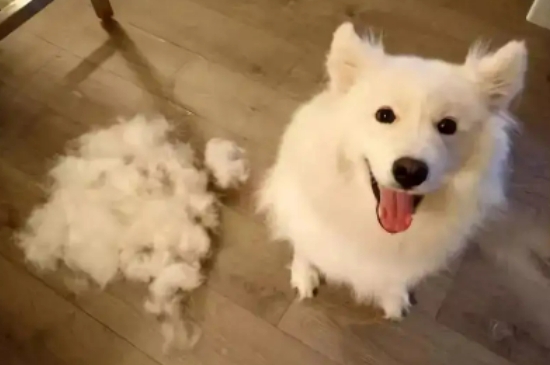 狗狗脫毛怎么辦怎么處理