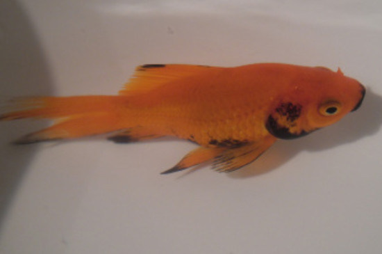 金魚鰓蓋發(fā)黑是什么鰓病