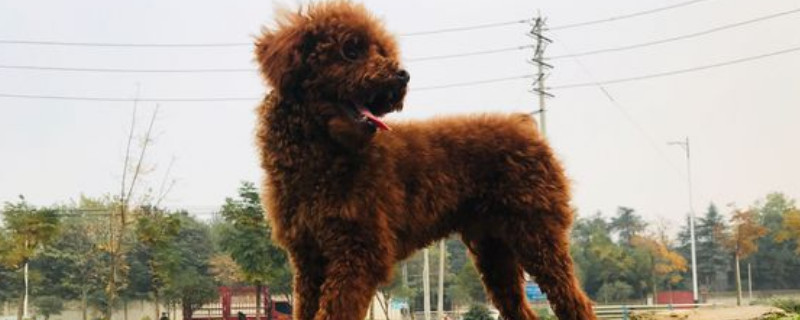 泰迪犬的優(yōu)缺點有哪些