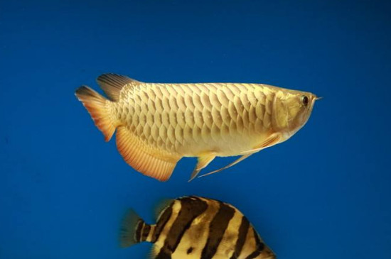 金龍魚好養(yǎng)嗎