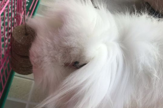 小白兔的生活習(xí)性