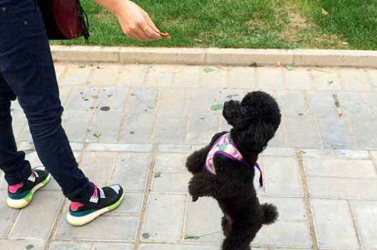 怎么訓練泰迪站著走路，教泰迪犬學走路方法與教程