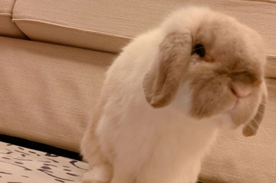 垂耳兔不讓抱怎么辦