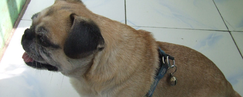 巴哥犬討厭主人的表現(xiàn)