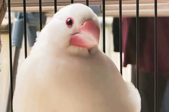 文鳥(niǎo)可以吃瓜子嗎
