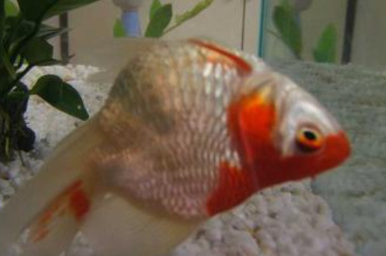 金魚吃撐的表現(xiàn)