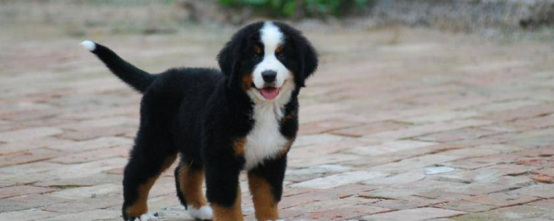 伯恩山犬壽命