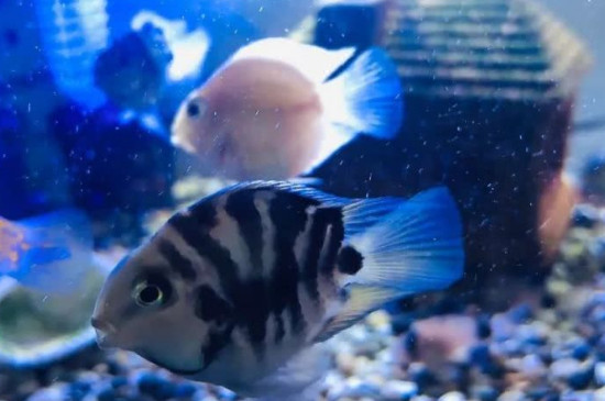 迷你鸚鵡魚卵多久變黑