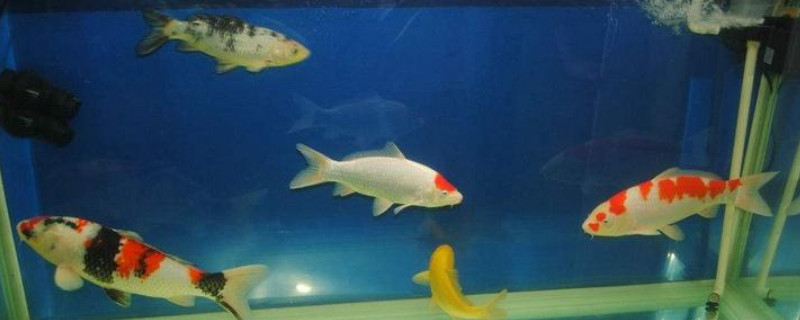 錦鯉魚(yú)鱗變黑怎么治療