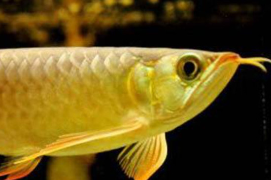 金龍魚不吃食怎么回事