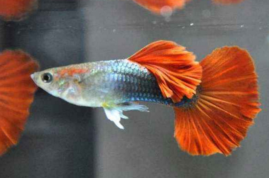 孔雀魚繁殖太快怎么辦