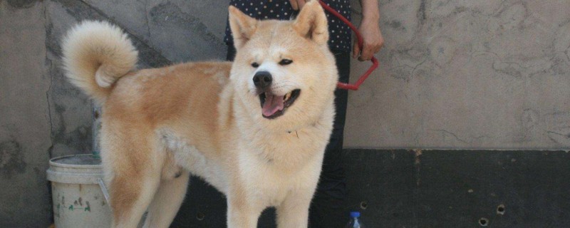 秋田犬為什么不聽(tīng)話
