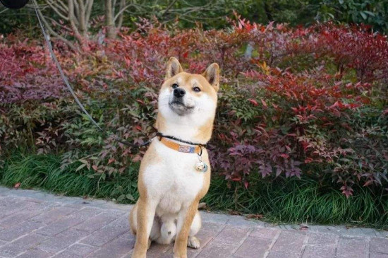 柴犬太淘氣了怎么辦