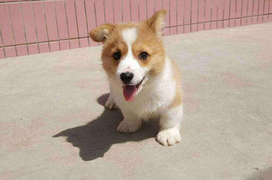 柯基犬怎么看純不純