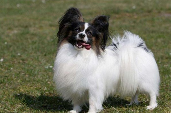 蝴蝶犬為什么那么兇，獨占心強(qiáng)且沒有安全感所致