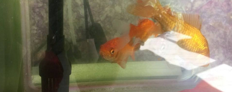 小金魚怎么養(yǎng)才不會死