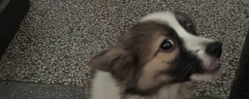 狗狗在家里撒尿怎么辦