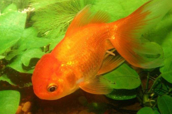 養(yǎng)金魚多久換一次水