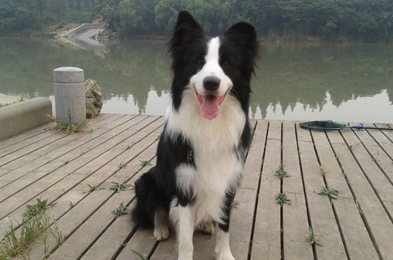 邊牧掉毛嗎，減輕邊牧掉毛厲害的方法