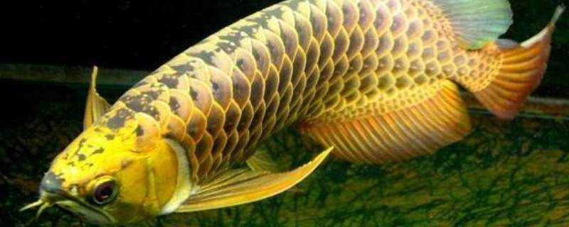 金龍魚吐珠是怎么回事
