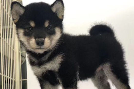 柴犬幾個月認主人