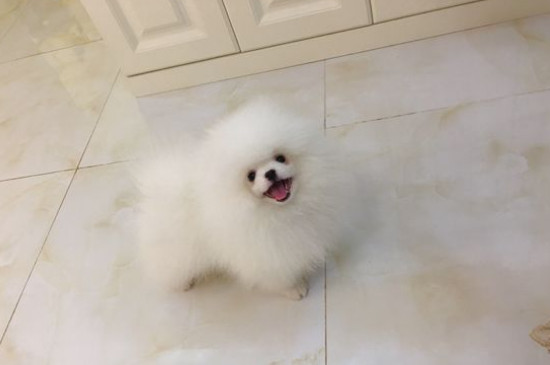 博美掉毛嗎