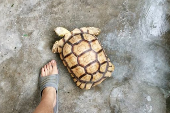 蘇卡達(dá)流鼻涕怎么辦