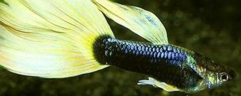 孔雀魚搖頭晃腦怎么治