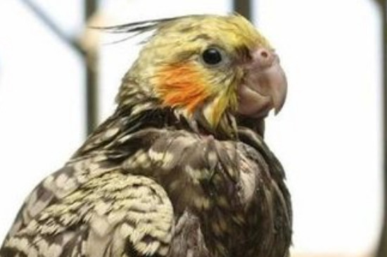 玄鳳鸚鵡吃什么蔬菜